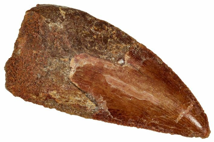 Bargain, Raptor Tooth - Real Dinosaur Tooth #332917
